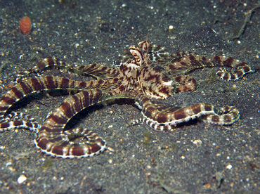 Mimic Octopus - Thaumoctopus mimicus - Lembeh Strait, Indonesia