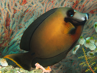 Mimic Surgeonfish - Acanthurus pyroferus - Wakatobi, Indonesia