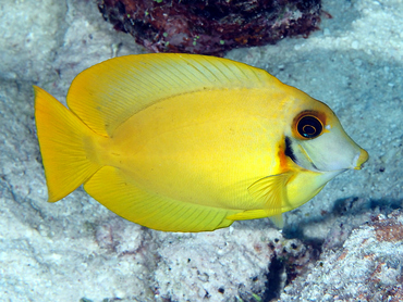 Mimic Surgeonfish - Acanthurus pyroferus - Great Barrier Reef, Australia