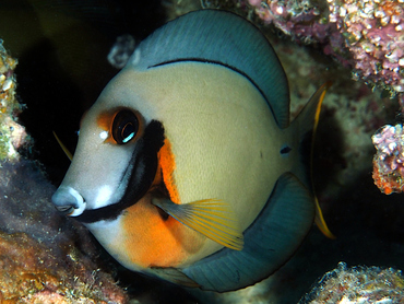 Mimic Surgeonfish - Acanthurus pyroferus - Great Barrier Reef, Australia