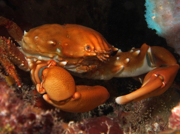 Coral Clinging Crab - Mithrax hispidus - Eleuthera, Bahamas