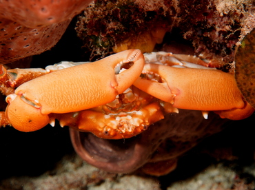 Coral Clinging Crab - Mithrax hispidus - Eleuthera, Bahamas