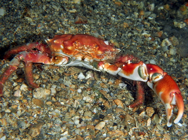 Coral Clinging Crab - Mithrax hispidus - Blue Heron Bridge, Florida