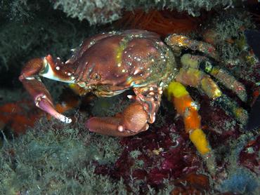 Coral Clinging Crab - Mithrax hispidus - Blue Heron Bridge, Florida
