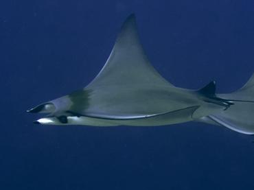 Devil Ray - Mobula mobular - Komodo, Indonesia