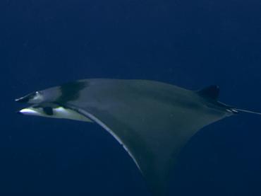 Devil Ray - Mobula mobular - Komodo, Indonesia