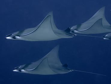 Devil Ray - Mobula mobular - Komodo, Indonesia