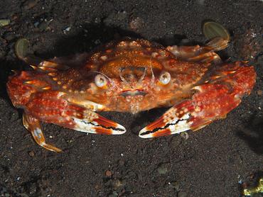 Red Monomia - Monomia petrea - Bali, Indonesia