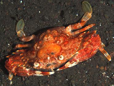 Red Monomia - Monomia petrea - Bali, Indonesia