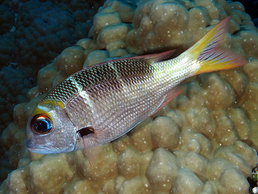 Redfin Bream - Monotaxis heterodon - Great Barrier Reef, Australia