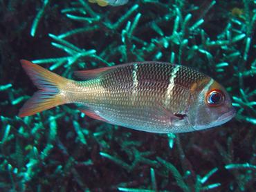 Redfin Bream - Monotaxis heterodon - Lombok, Indonesia