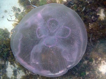 Moon Jelly - Aurelia aurita - St Kitts