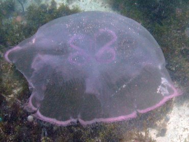 Moon Jelly - Aurelia aurita - St Kitts