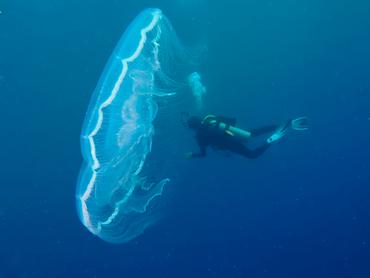 Moon Jelly - Aurelia aurita - Palm Beach, Florida