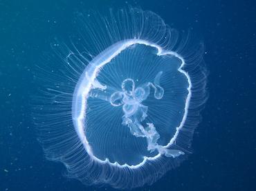 Moon Jelly - Aurelia aurita - Palm Beach, Florida