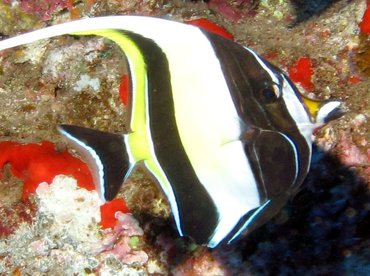 Moorish Idol - Zanclus cornutus - Lanai, Hawaii