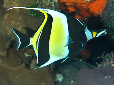 Moorish Idol - Zanclus cornutus - Wakatobi, Indonesia