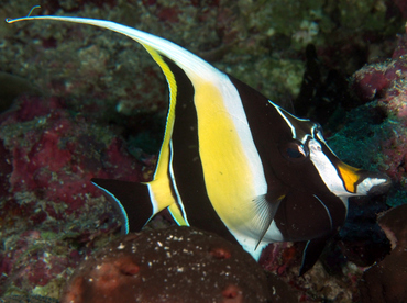 Moorish Idol - Zanclus cornutus - Wakatobi, Indonesia