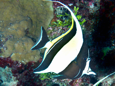 Moorish Idol - Zanclus cornutus - Great Barrier Reef, Australia