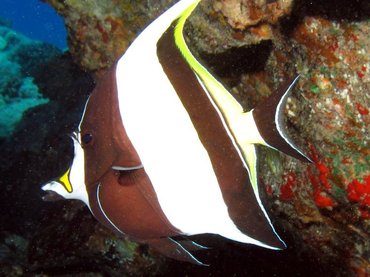 Moorish Idol - Zanclus cornutus - Lanai, Hawaii