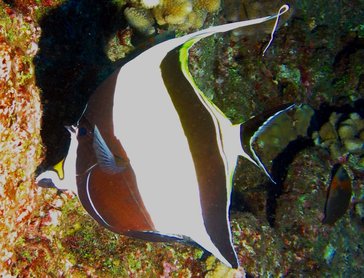 Moorish Idol - Zanclus cornutus - Big Island, Hawaii