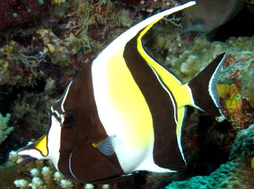 Moorish Idol - Zanclus cornutus - Big Island, Hawaii