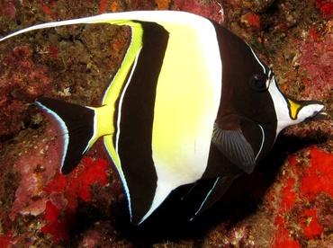 Moorish Idol - Zanclus cornutus - Lanai, Hawaii