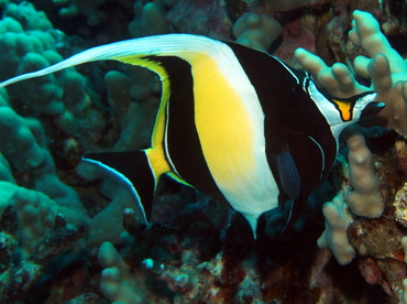 Moorish Idol - Zanclus cornutus - Big Island, Hawaii