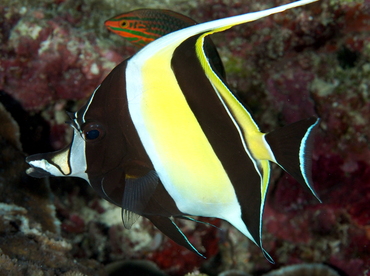 Moorish Idol - Zanclus cornutus - Palau