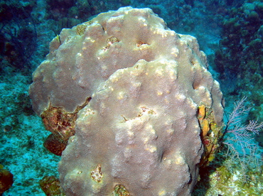 Mountainous Star Coral - Orbicella faveolata - Grand Cayman