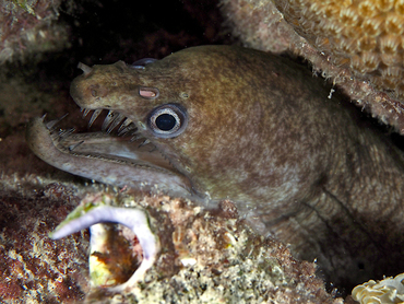 Viper Moray Eel - Enchelycore nigricans - Bonaire