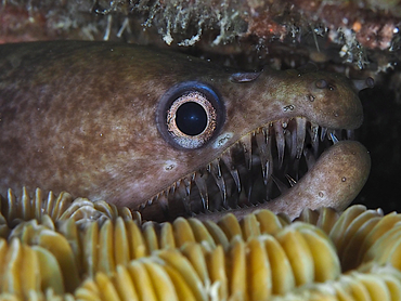Viper Moray Eel - Enchelycore nigricans - Bonaire