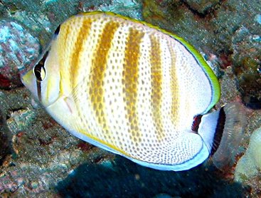 Multiband Butterflyfish - Chaetodon multicinctus - Maui, Hawaii