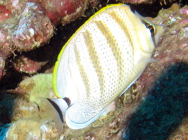 Multiband Butterflyfish - Chaetodon multicinctus - Lanai, Hawaii