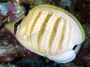 Multiband Butterflyfish - Chaetodon multicinctus - Lanai, Hawaii