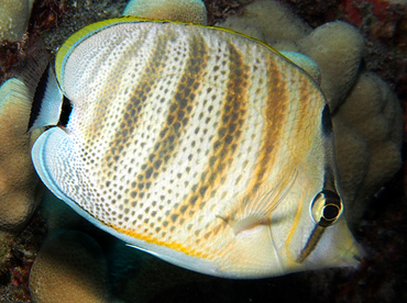 Multiband Butterflyfish - Chaetodon multicinctus - Big Island, Hawaii