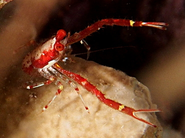 Common Squat Lobster - Munida pusilla - Belize