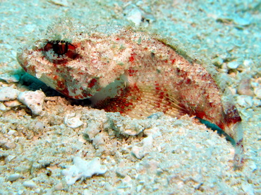 Mushroom Scorpionfish - Scorpaena inermis - Cozumel, Mexico