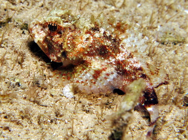 Mushroom Scorpionfish - Scorpaena inermis - Cozumel, Mexico