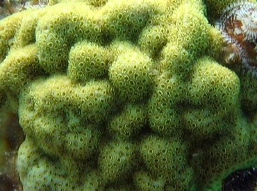 Mustard Hill Coral - Porites astreoides - Key Largo, Florida