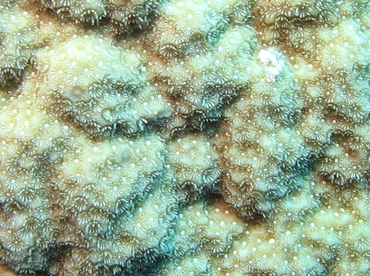 Mustard Hill Coral - Porites astreoides - Nassau, Bahamas