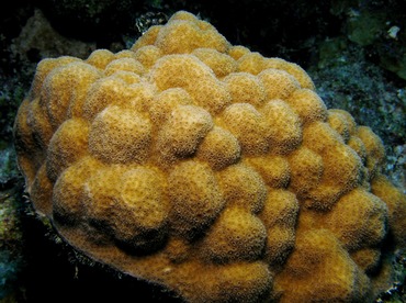Mustard Hill Coral - Porites astreoides - Belize