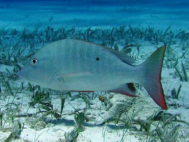 Mutton Snapper - Lutjanus analis - Turks and Caicos