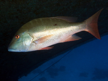 Mutton Snapper - Lutjanus analis - Eleuthera, Bahamas