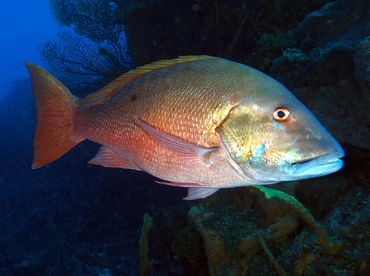 Mutton Snapper - Lutjanus analis - Cozumel, Mexico