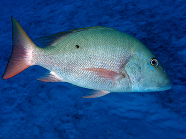 Mutton Snapper - Lutjanus analis - Cozumel, Mexico