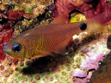 Orangelined Cardinalfish - Taeniamia fucata - Palau