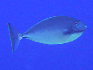 Sleek Unicornfish - Naso hexacanthus - Great Barrier Reef, Australia