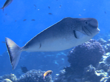 Humpnose Unicornfish - Naso tonganus - Great Barrier Reef, Australia