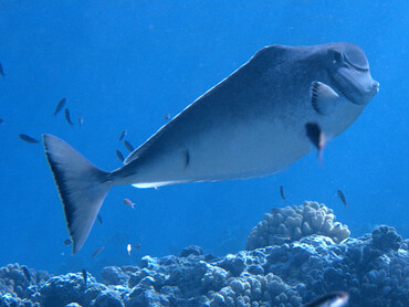 Humpnose Unicornfish - Naso tonganus - Great Barrier Reef, Australia